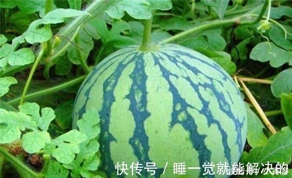东瓜|冬瓜、西瓜、南瓜,为什么没有北瓜?其实“北瓜”我们早就吃过了