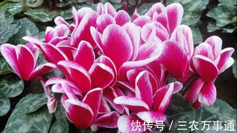 天竺葵|秋天养6种漂亮花，叶片不能喷水不要淋雨，否则烂叶不开花