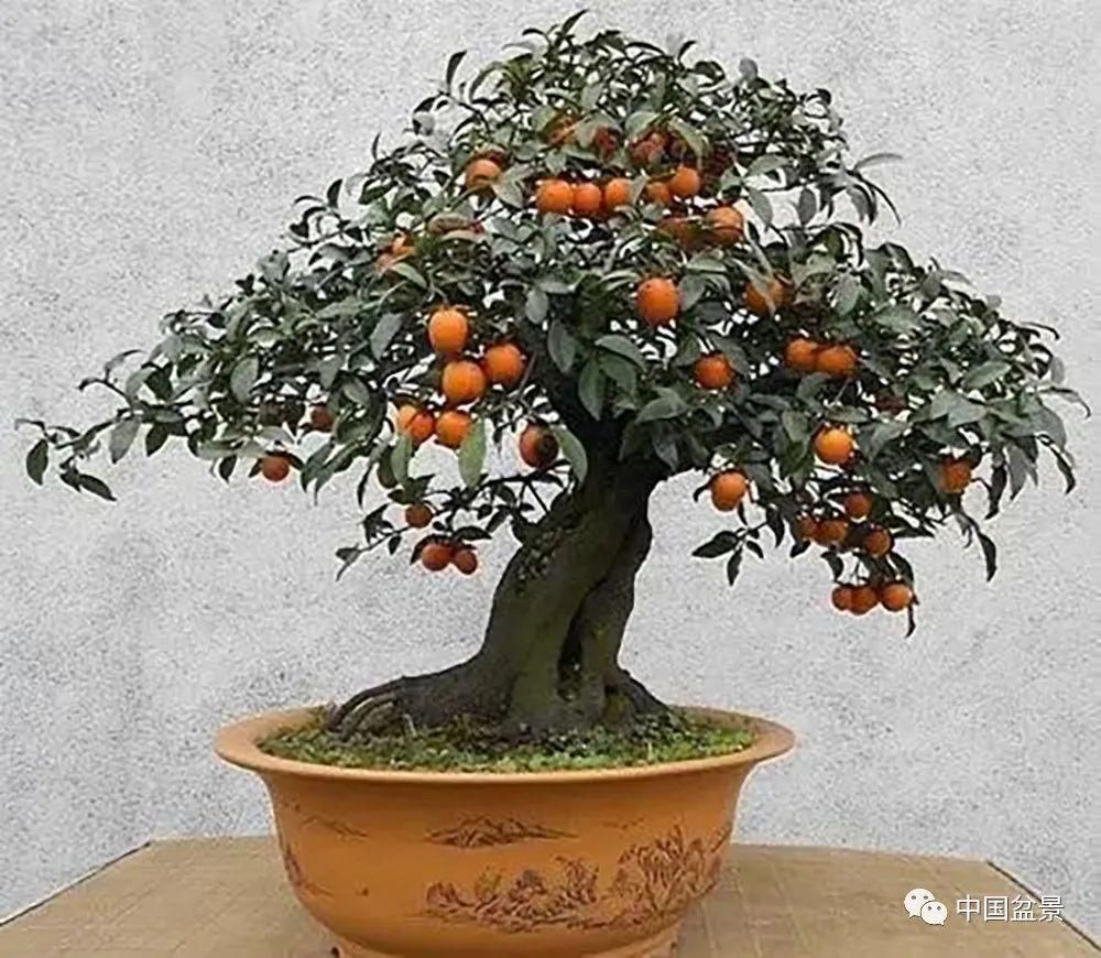 爱好者|这两种盆景能当传家宝,被爱好者当“心头肉”