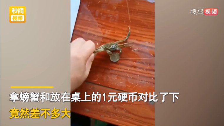 大闸蟹|男子花68元网购20只大闸蟹，打开快递瞬间懵了