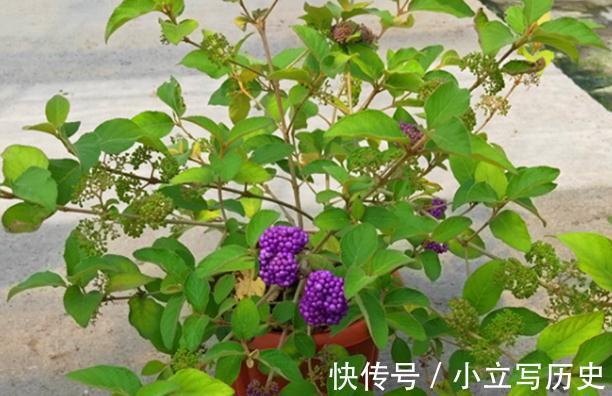 三种居家观果盆景,春夏观花,秋冬观果,喜庆漂亮还好养