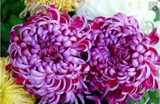 新手养花,不如养盆花中精品“初乌”,厚重光泽,朴实华丽!