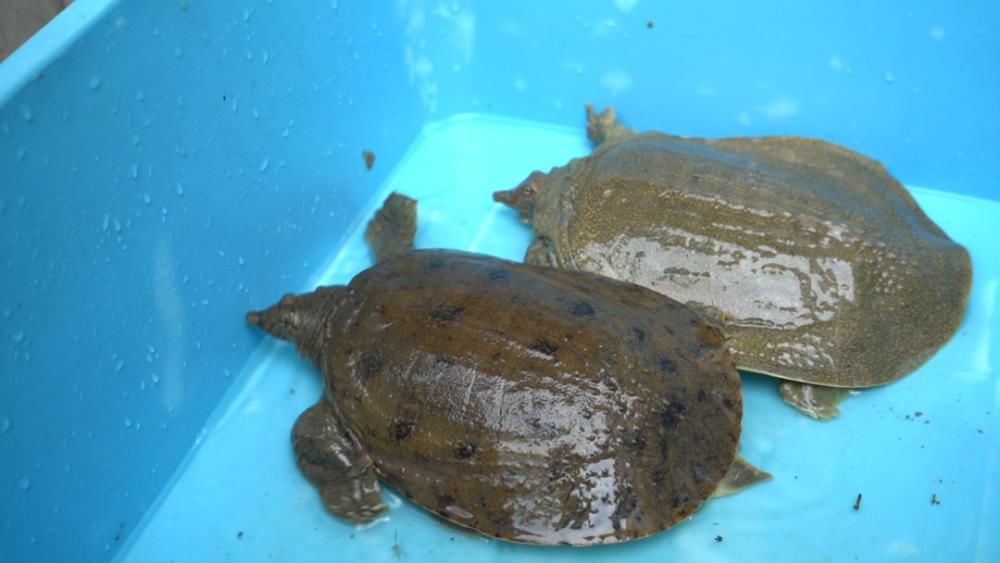 演绎|“霸王别姬”，在潢川人的舌尖演绎近百年