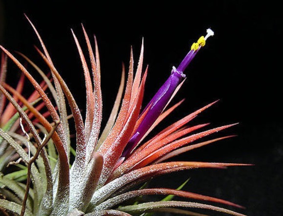 随便插个枝就能养活的几种花卉,不用管就能爆盆,简单又好养