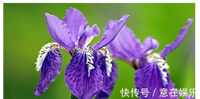 象征着鹏程万里,前途无量,素雅大方的鸢尾花