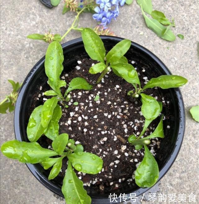 立秋后,建议扦插6种花,温度适宜“利于”生根,成活率高