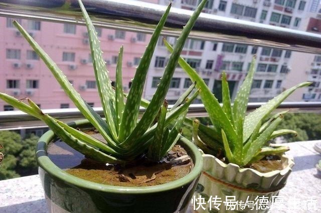 肉质|4种怕水的绿植,你越懒越不浇水,反而长得更好,浇水就烂根!