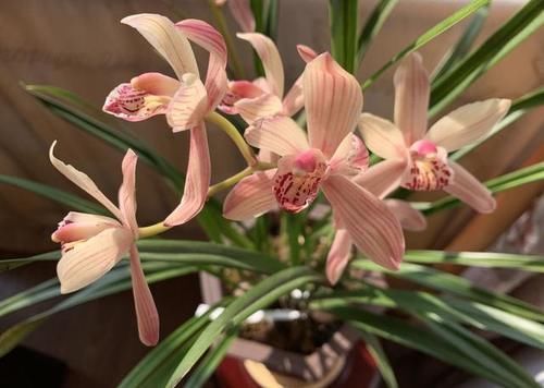 建兰的养护方法和技巧