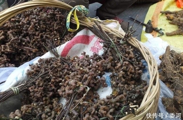 农村|山上一种长得像鸡爪的“野果”,可以用来泡酒,还是一味民间药材