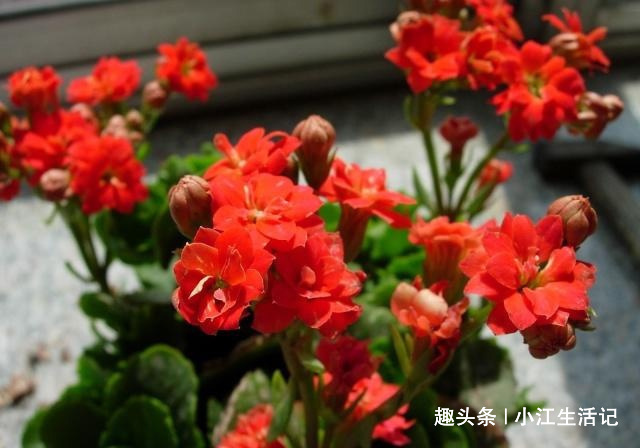 枯黄|养长寿花,牢记“4要点”,叶子翠绿花期长,开花开“爆盆”