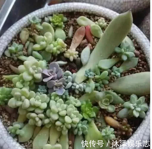 关键|多肉叶插不出芽掌握关键1点,生根出芽超快,轻松长满盆!