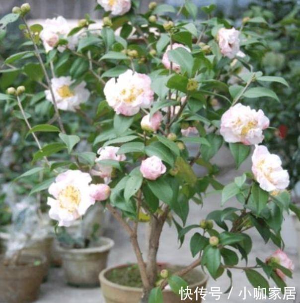 不烂|冬季养茶花,总共分4步,做好叶片不干不烂,保持油绿开满花!