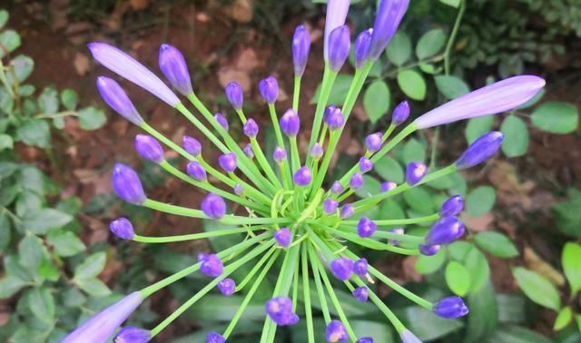 百子莲|这花被误认为“蓝色君子兰”,开花特漂亮,一根枝能开50朵花