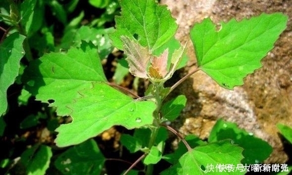 此草能清热解毒，祛除口臭，口臭的“天敌”终于找到了！