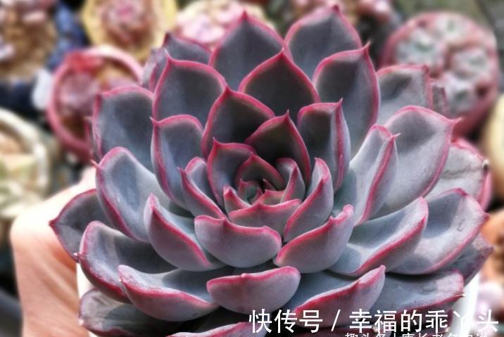 多肉什么时候撸叶片合适?可别乱来,只有6种情况多肉才能撸叶片