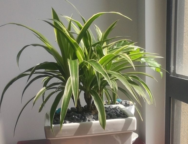 老桩|把吊兰养成“瀑布”，那是小意思，养成老桩盆景才是真本事