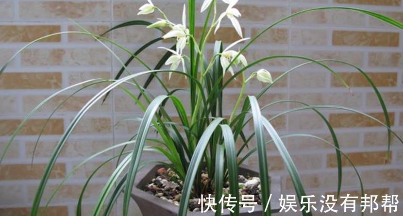 习性|室内养兰花盆栽,摆在哪里更合适?阳台就不错