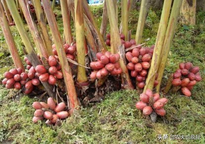  才能|南方才能种，根似生姜果像红枣，很多人以为有毒，却卖35元1斤