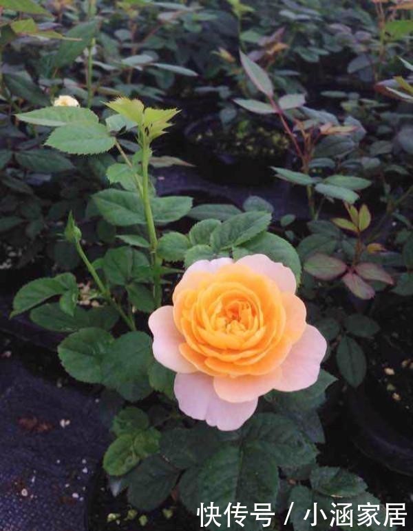  养护|超好养的月季“果汁阳台”，只需这4招，一不小心就爆盆！