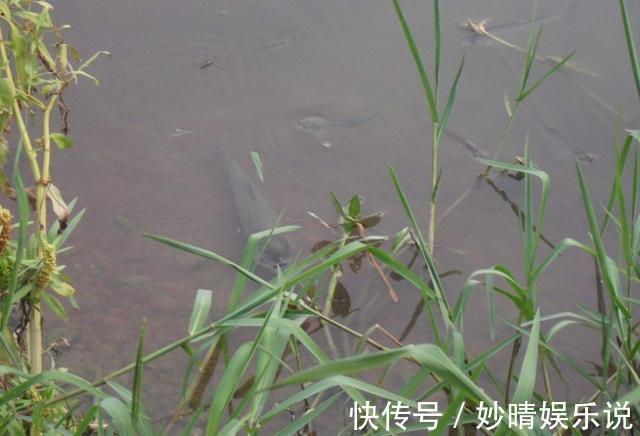 草鱼|夏天钓草鱼,就用这三招,只要有草鱼,就不怕没渔获