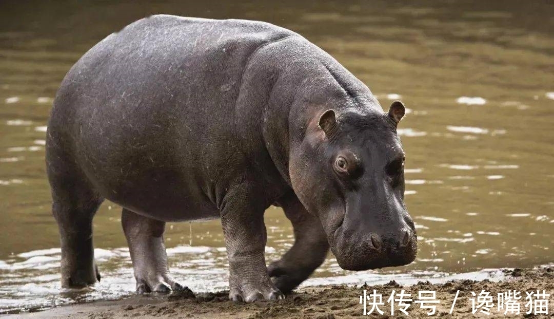 |自然界的“笑话”:每年有成千上万的鱼群,被河马粪便活活憋死?