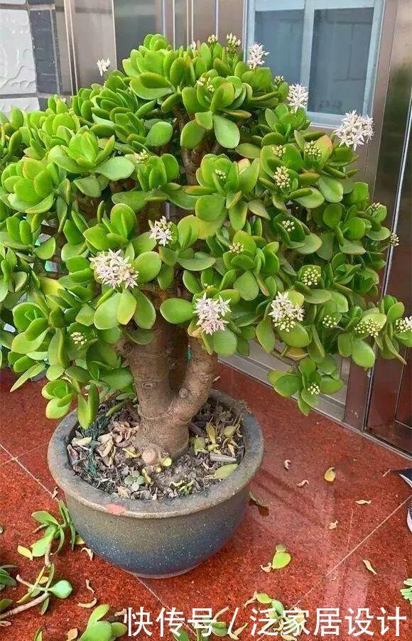 玉树太难看？干脆利落剪几刀，玉树临风的老桩子，能活几十年