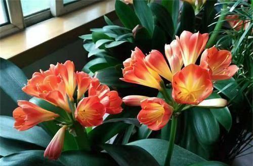 甲醛|三种花,放在室内养高端大气上档次,关键是还吸甲醛,尽量养一盆