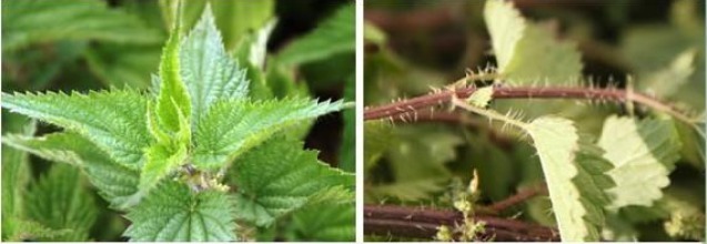 腺体|农村有一种草叫咬人草,跟活辣子一样,但是对风湿和高血压很管用