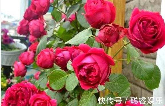 3种月季花,耐热又抗病,夏季湿热的地方也可以养,开花多还漂亮