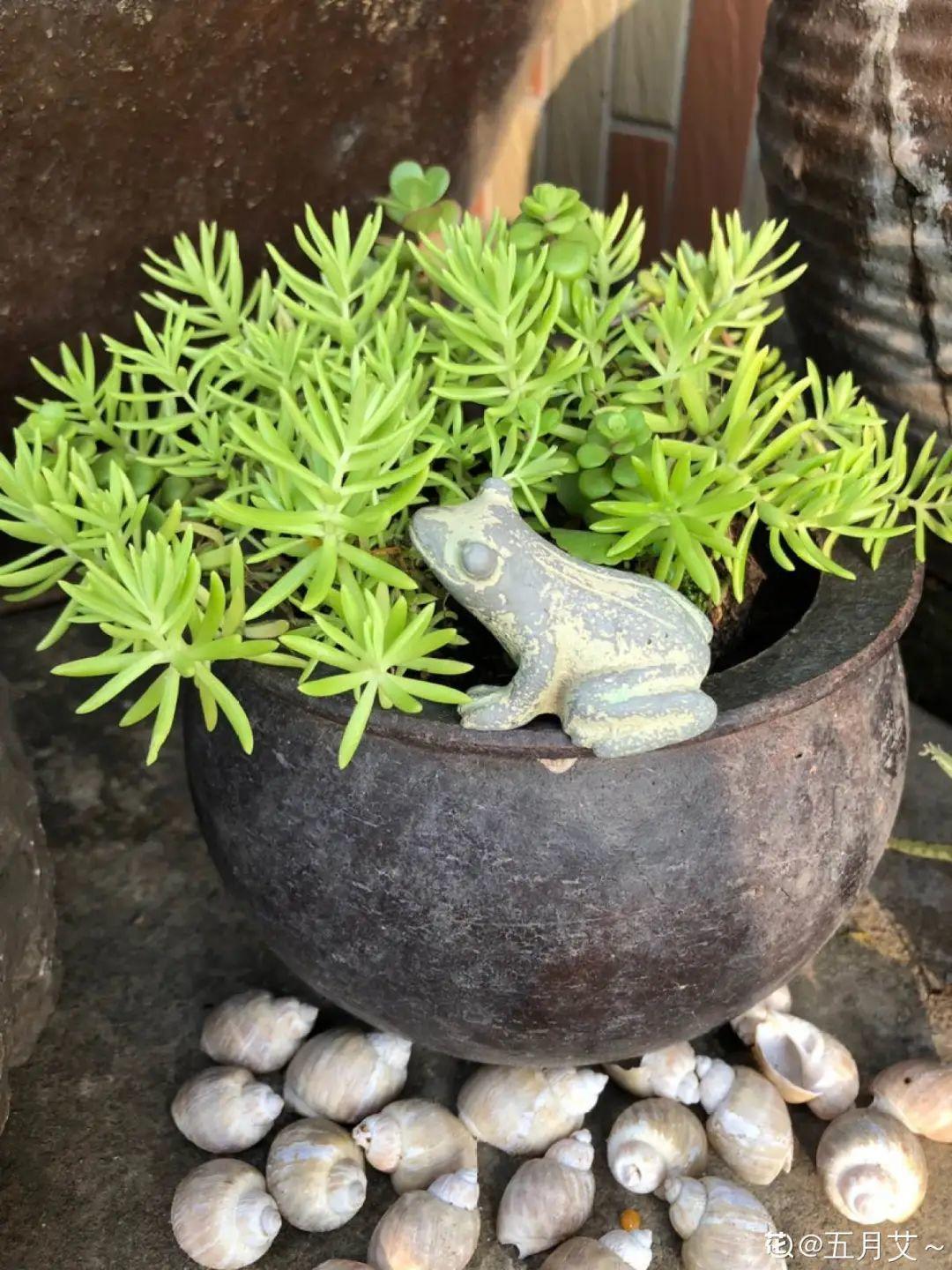 爷爷的破茶壶,全被我拿来养花,省下大笔花盆钱!