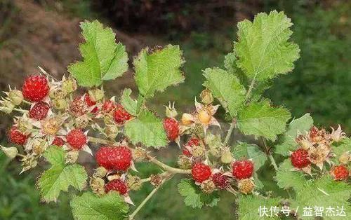 风流果|农村罕见的三种野果,小时候天天吃,你吃过几种?