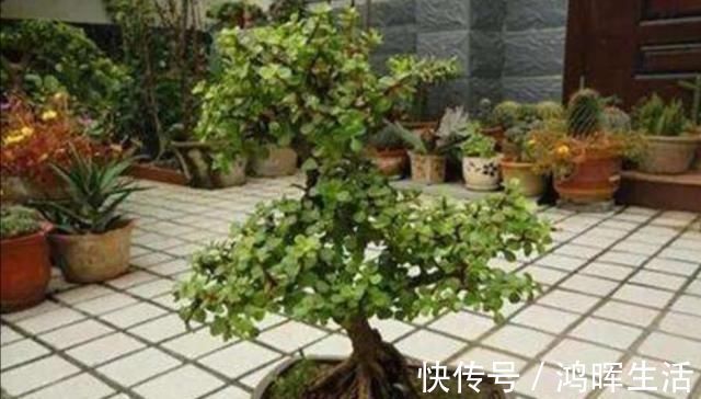 萌发|养金枝玉叶，怎样修剪、整形，才能把它打造成更美观的盆景