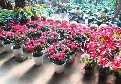 花市遇到3种花,掉头就走不要买,买回家养不活