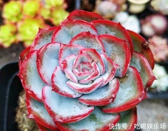 肉肉|这个季节的多肉,养来养去,还是要露养才会美起来!