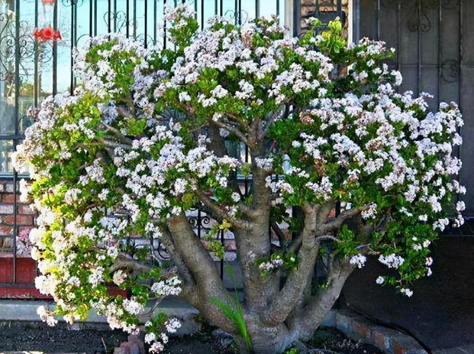 6种常见的“漂亮花”,好养少浇水,养成盆景“身价”翻倍