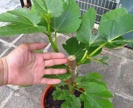 桂花|路边“3种树”，见了掰个枝，插盆就生根，做成盆景，寓意吉祥