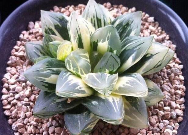 办公室养护多肉植物,学好3个养护要点,轻松把多肉养好!