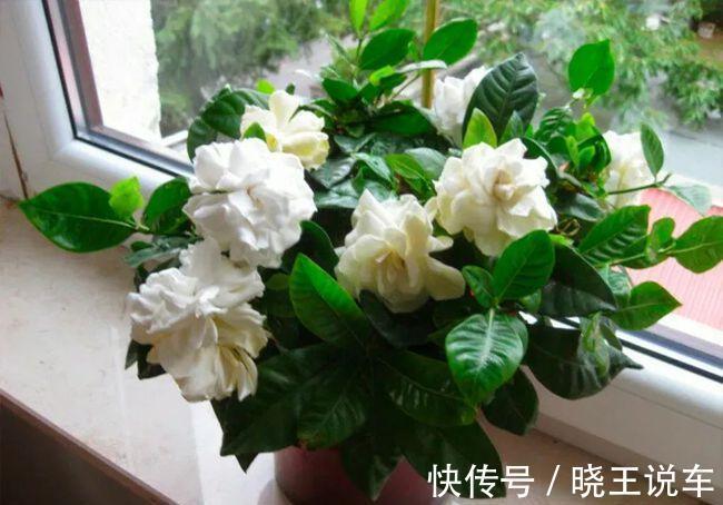 寒冷的冬天,栀子花的养护谨记4点,枝粗叶大,越养越旺盛