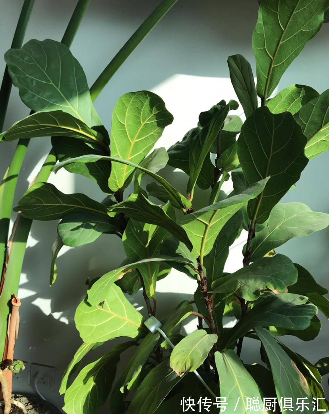 这棵守家树，摆客厅长2米高，霸气又镇宅