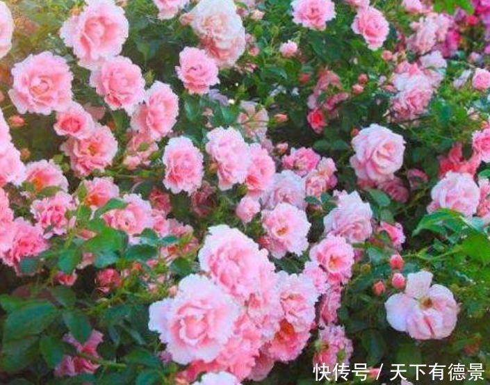 “4种花”最适合春天养,漂亮迷人,一次开花200朵!