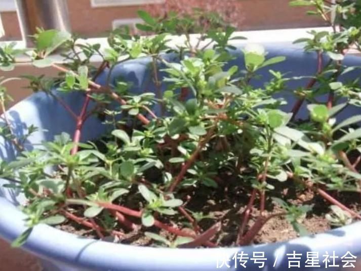 马齿苋|聪明人什么花也不养，却去养这“4种”植物，难怪身体越来越好