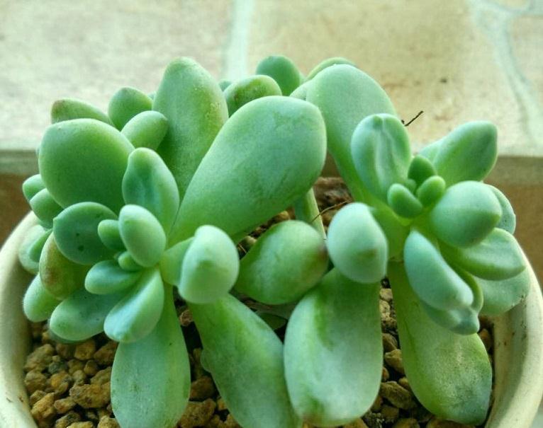 多肉什么时候该浇水