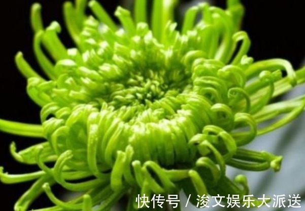 喜欢菊花，首选“优良名菊”绿朝云，花似惊鸿起舞，晶莹碧绿
