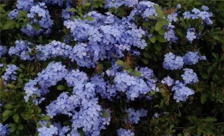 这花2月种一盆,生长旺俩月爬满墙,全年开花200天以上!