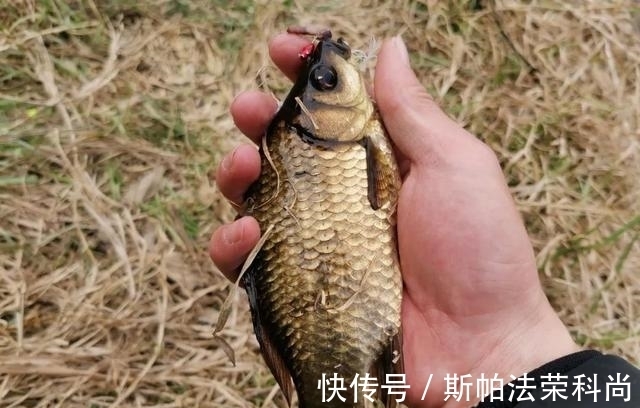 小鲫鱼连杆钓,大鲫鱼不见影?找到原因对症下药才能钓过瘾