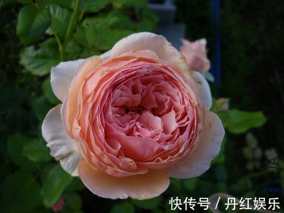 月季花朵品种多,这两种花很独特,易养且美艳