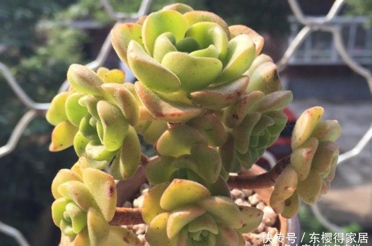 百合丽丽如何过冬?作为法师系多肉它不耐寒,冬季一定要注意防冻