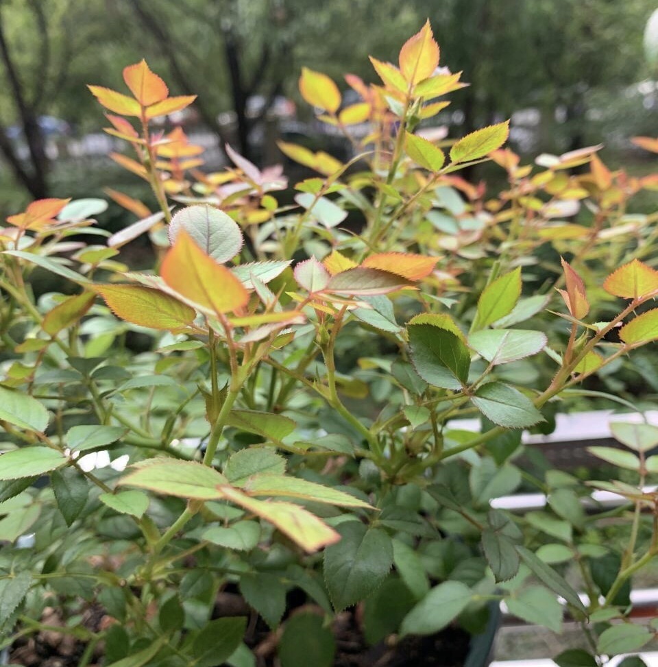 花盆|9月养月季,从3个方面“下功夫”,新芽往外窜、10月就开花