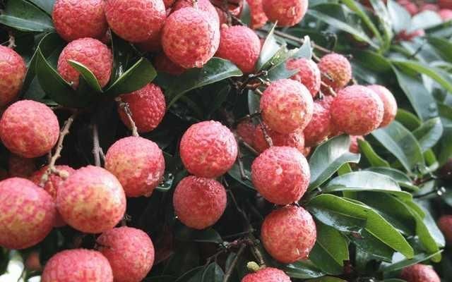 夏天|过了夏天后，3种水果最好少吃，吃多会引起癌症，尤其最后一种