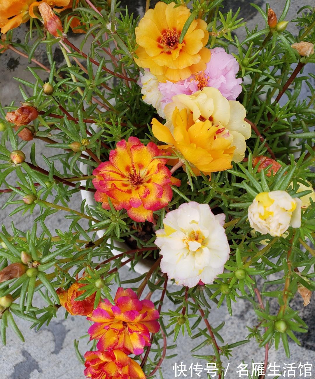 单瓣|重瓣太阳花怎么养？记住这3点，花朵多花量大，又大又鲜艳